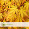 Plant in a Box - Acer palmatum 'Cascade Gold' - Set van 2 - Japanse esdoorn - Winterhard - Hoogte 80-90cm - Pot 19cm