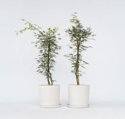 Plant in a Box - Acer palmatum 'Emerald Lace' - Japanse esdoorn winterhard - Pot 19cm - Hoogte 60-70cm