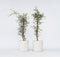 Plant in a Box - Acer palmatum 'Emerald Lace' - Japanse esdoorn winterhard - Pot 19cm - Hoogte 60-70cm