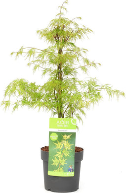Plant in a Box - Acer palmatum 'Emerald Lace' - Japanse esdoorn winterhard - Pot 19cm - Hoogte 60-70cm