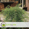 Plant in a Box - Acer palmatum 'Emerald Lace' - Japanse esdoorn winterhard - Pot 19cm - Hoogte 60-70cm