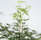 Plant in a Box - Acer palmatum 'Emerald Lace' - Japanse esdoorn winterhard - Pot 19cm - Hoogte 60-70cm