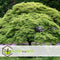 Plant in a Box - Acer palmatum 'Emerald Lace' - Japanse esdoorn winterhard - Pot 19cm - Hoogte 60-70cm