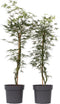 Plant in a Box - Acer palmatum 'Emerald Lace' - Japanse esdoorn winterhard - Pot 19cm - Hoogte 60-70cm