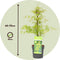 Plant in a Box - Acer palmatum 'Emerald Lace' - Japanse esdoorn winterhard - Pot 19cm - Hoogte 60-70cm