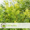 Plant in a Box - Acer palmatum 'Emerald Lace' - Japanse esdoorn winterhard - Pot 19cm - Hoogte 60-70cm