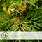 Plant in a Box - Acer palmatum 'Emerald Lace' - Japanse esdoorn winterhard - Pot 19cm - Hoogte 60-70cm