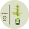 Plant in a Box - Acer palmatum 'Emerald Lace' - Japanse esdoorn winterhard - Pot 19cm - Hoogte 60-70cm