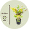 Plant in a Box - Acer palmatum 'Festival' - Set van 2 - Japanse esdoorn Winterhard - Pot 19cm - Hoogte 60-70cm