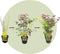 Plant in a Box - Acer palmatum 'Festival' - Set van 2 - Japanse esdoorn Winterhard - Pot 19cm - Hoogte 60-70cm