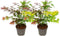 Plant in a Box - Acer palmatum 'Festival' - Set van 2 - Japanse esdoorn Winterhard - Pot 19cm - Hoogte 60-70cm