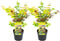 Plant in a Box - Acer palmatum 'Festival' - Set van 2 - Japanse esdoorn Winterhard - Pot 19cm - Hoogte 60-70cm