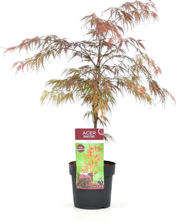 Plant in a Box - Acer palmatum 'Garnet' - Japanse esdoorn Winterhard - Pot 19cm - Hoogte 60-70cm