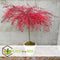 Plant in a Box - Acer palmatum 'Garnet' - Japanse esdoorn Winterhard - Pot 19cm - Hoogte 60-70cm