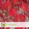 Plant in a Box - Acer palmatum 'Garnet' - Japanse esdoorn Winterhard - Pot 19cm - Hoogte 60-70cm