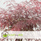 Plant in a Box - Acer palmatum 'Garnet' - Japanse esdoorn Winterhard - Pot 19cm - Hoogte 60-70cm