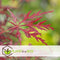 Plant in a Box - Acer palmatum 'Garnet' - Japanse esdoorn Winterhard - Pot 19cm - Hoogte 60-70cm