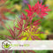 Plant in a Box - Acer palmatum 'Garnet' - Japanse esdoorn Winterhard - Pot 19cm - Hoogte 60-70cm
