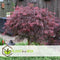 Plant in a Box - Acer palmatum 'Garnet' - Japanse esdoorn Winterhard - Pot 19cm - Hoogte 60-70cm