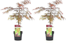 Plant in a Box - Acer palmatum 'Garnet' - Set van 2 Japanse Esdoorns Winterhard - Pot 19cm - Hoogte 60-70cm