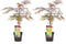 Plant in a Box - Acer palmatum 'Garnet' - Set van 2 Japanse Esdoorns Winterhard - Pot 19cm - Hoogte 60-70cm