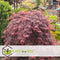 Plant in a Box - Acer palmatum 'Garnet' - Set van 2 Japanse Esdoorns Winterhard - Pot 19cm - Hoogte 60-70cm