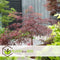 Plant in a Box - Acer palmatum 'Garnet' - Set van 2 Japanse Esdoorns Winterhard - Pot 19cm - Hoogte 60-70cm