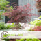 Plant in a Box - Acer palmatum 'Garnet' - Set van 2 Japanse Esdoorns Winterhard - Pot 19cm - Hoogte 60-70cm