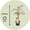 Plant in a Box - Acer palmatum 'Garnet' - Set van 2 Japanse Esdoorns Winterhard - Pot 19cm - Hoogte 60-70cm