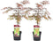 Plant in a Box - Acer palmatum 'Garnet' - Set van 2 Japanse Esdoorns Winterhard - Pot 19cm - Hoogte 60-70cm