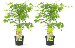 Plant in a Box - Acer palmatum 'Going Green' - Set van 2 - Japanse esdoorn Groen Winterhard - Esdoornboom - Pot 19cm - Hoogte 50-60cm