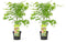 Plant in a Box - Acer palmatum 'Going Green' - Set van 2 - Japanse esdoorn Groen Winterhard - Esdoornboom - Pot 19cm - Hoogte 50-60cm