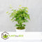 Plant in a Box - Acer palmatum 'Going Green' - Set van 2 - Japanse esdoorn Groen Winterhard - Esdoornboom - Pot 19cm - Hoogte 50-60cm
