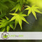 Plant in a Box - Acer palmatum 'Going Green' - Set van 2 - Japanse esdoorn Groen Winterhard - Esdoornboom - Pot 19cm - Hoogte 50-60cm