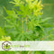Plant in a Box - Acer palmatum 'Going Green' - Set van 2 - Japanse esdoorn Groen Winterhard - Esdoornboom - Pot 19cm - Hoogte 50-60cm