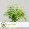 Plant in a Box - Acer palmatum 'Going Green' - Set van 2 - Japanse esdoorn Groen Winterhard - Esdoornboom - Pot 19cm - Hoogte 50-60cm