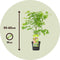 Plant in a Box - Acer palmatum 'Going Green' - Set van 2 - Japanse esdoorn Groen Winterhard - Esdoornboom - Pot 19cm - Hoogte 50-60cm