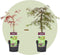 Plant in a Box - Acer palmatum 'Inaba-shidare' - Japanse Esdoorn winterhard - Pot 13cm - Hoogte 30-40cm