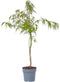 Plant in a Box - Acer palmatum 'Inaba-shidare' - Japanse Esdoorn winterhard - Pot 13cm - Hoogte 30-40cm