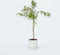 Plant in a Box - Acer palmatum 'Inaba-shidare' - Japanse Esdoorn winterhard - Pot 13cm - Hoogte 30-40cm