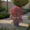 Plant in a Box - Acer palmatum 'Inaba-shidare' - Japanse Esdoorn winterhard - Pot 13cm - Hoogte 30-40cm