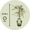 Plant in a Box - Acer palmatum 'Inaba-shidare' - Japanse Esdoorn winterhard - Pot 13cm - Hoogte 30-40cm
