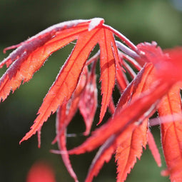 Plant in a Box - Acer palmatum 'Inaba-shidare' - Set van 2 - Japanse Esdoorn winterhard - Pot 13cm - Hoogte 30-40cm