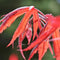 Plant in a Box - Acer palmatum 'Inaba-shidare' - Set van 2 - Japanse Esdoorn winterhard - Pot 13cm - Hoogte 30-40cm