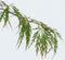 Plant in a Box - Acer palmatum 'Inaba-shidare' - Set van 2 - Japanse Esdoorn winterhard - Pot 13cm - Hoogte 30-40cm