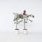Plant in a Box - Acer palmatum 'Inaba-shidare' - Set van 2 - Japanse Esdoorn winterhard - Pot 13cm - Hoogte 30-40cm