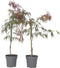 Plant in a Box - Acer palmatum 'Inaba-shidare' - Set van 2 - Japanse Esdoorn winterhard - Pot 13cm - Hoogte 30-40cm