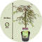 Plant in a Box - Acer palmatum 'Inaba-shidare' - Set van 2 - Japanse Esdoorn winterhard - Pot 13cm - Hoogte 30-40cm