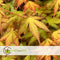 Plant in a Box - Acer palmatum 'Katsura' - Japanse Esdoorn - Winterhard - Tuinplant - Pot 19cm - Hoogte 60-70cm