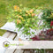 Plant in a Box - Acer palmatum 'Katsura' - Japanse Esdoorn - Winterhard - Tuinplant - Pot 19cm - Hoogte 60-70cm